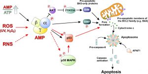AMPK Activation Table