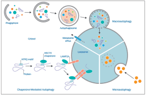 What is Autophagy