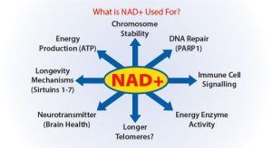 NAD+ Compound