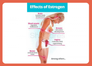Effects of Estrogen