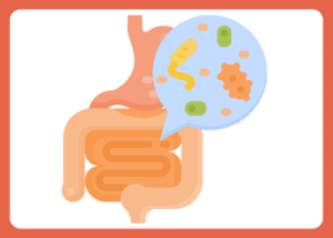 Bifidobacteria in Your Gut