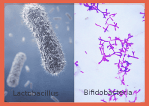 Bifidobacterium and Lactobacillus