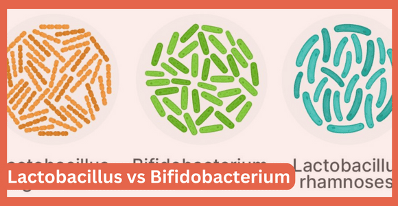 Lactobacillus and Bifidobacterium