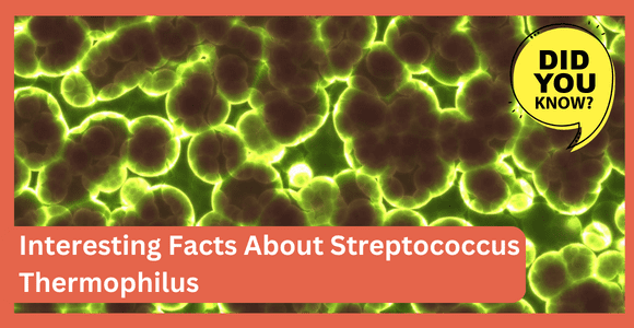 Interesting Facts About Streptococcus Thermophilus