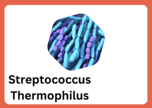 Streptococcus Thermophilus